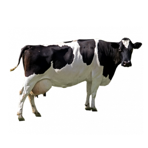 cow neh